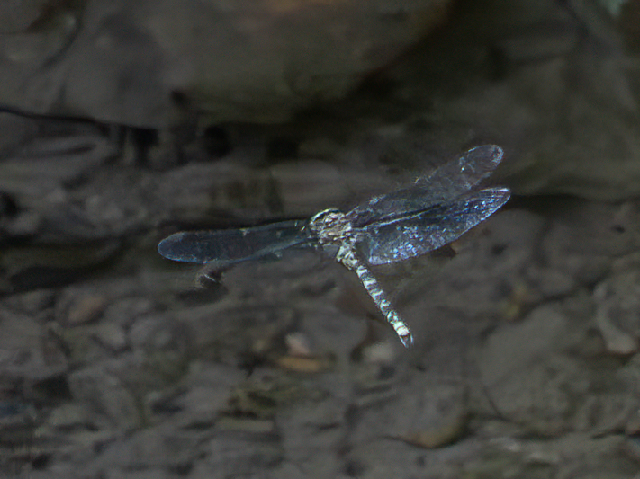 Boyeria irene (1 of 3).jpg